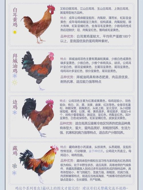 家养鸡多是哪些品种？-图2