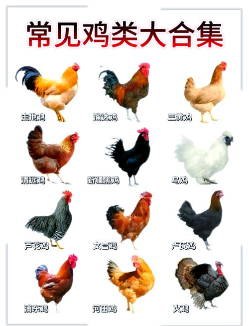 家养鸡多是哪些品种？-图1