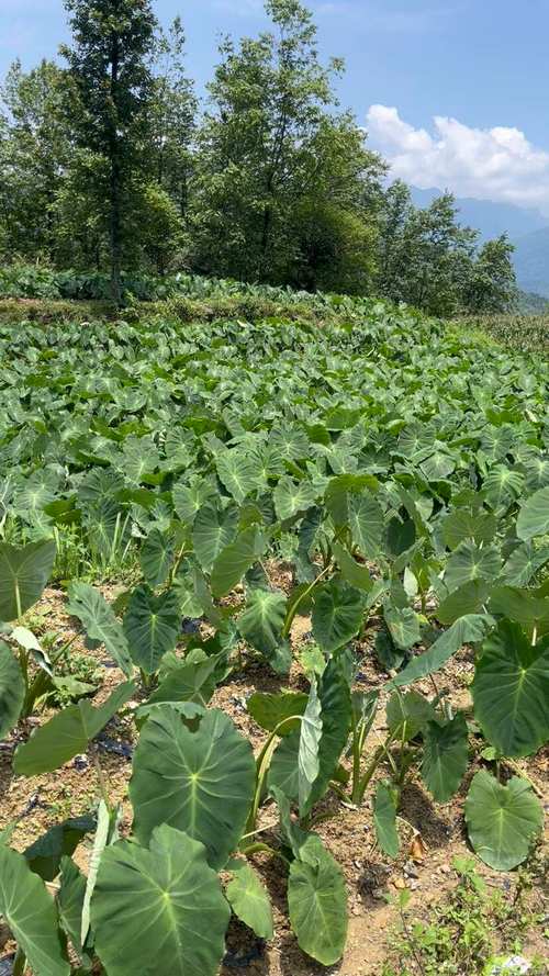 芋头高产栽培技术视频,关键点在哪?-图2 芋头高产栽培技术视频,关键点在哪?-图2