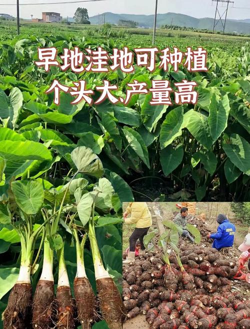 芋头高产栽培技术视频,关键点在哪?-图1 芋头高产栽培技术视频,关键点在哪?-图1