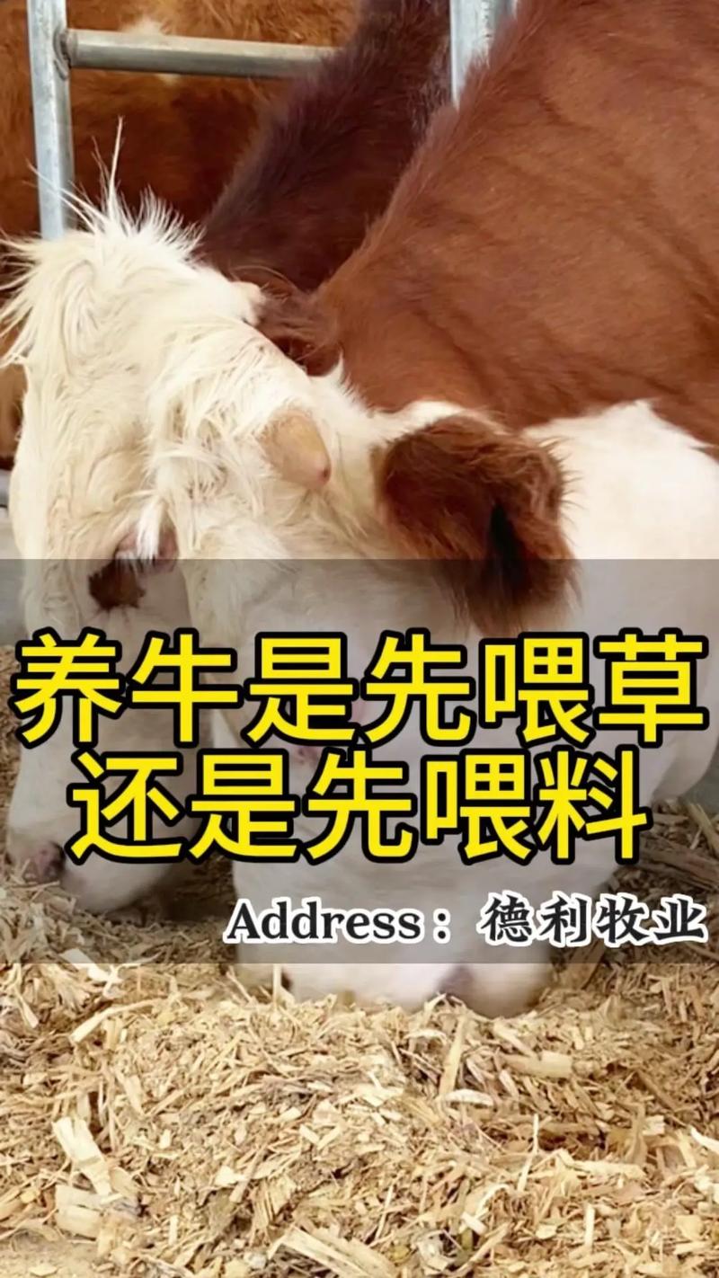 牛断奶后如何科学饲养管理?-图1 牛断奶后如何科学饲养管理?-图1