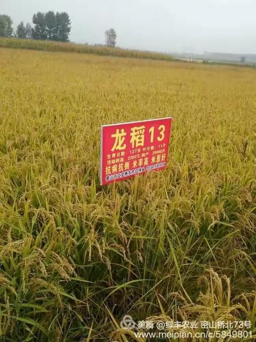 富尔龙稻25品种有何突出优势与特性?-图2 富尔龙稻25品种有何突出优势与特性?-图2