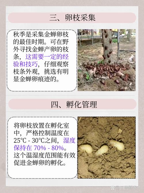 乃草图片金蝉养殖技术有哪些要点?-图1 乃草图片金蝉养殖技术有哪些要点?-图1