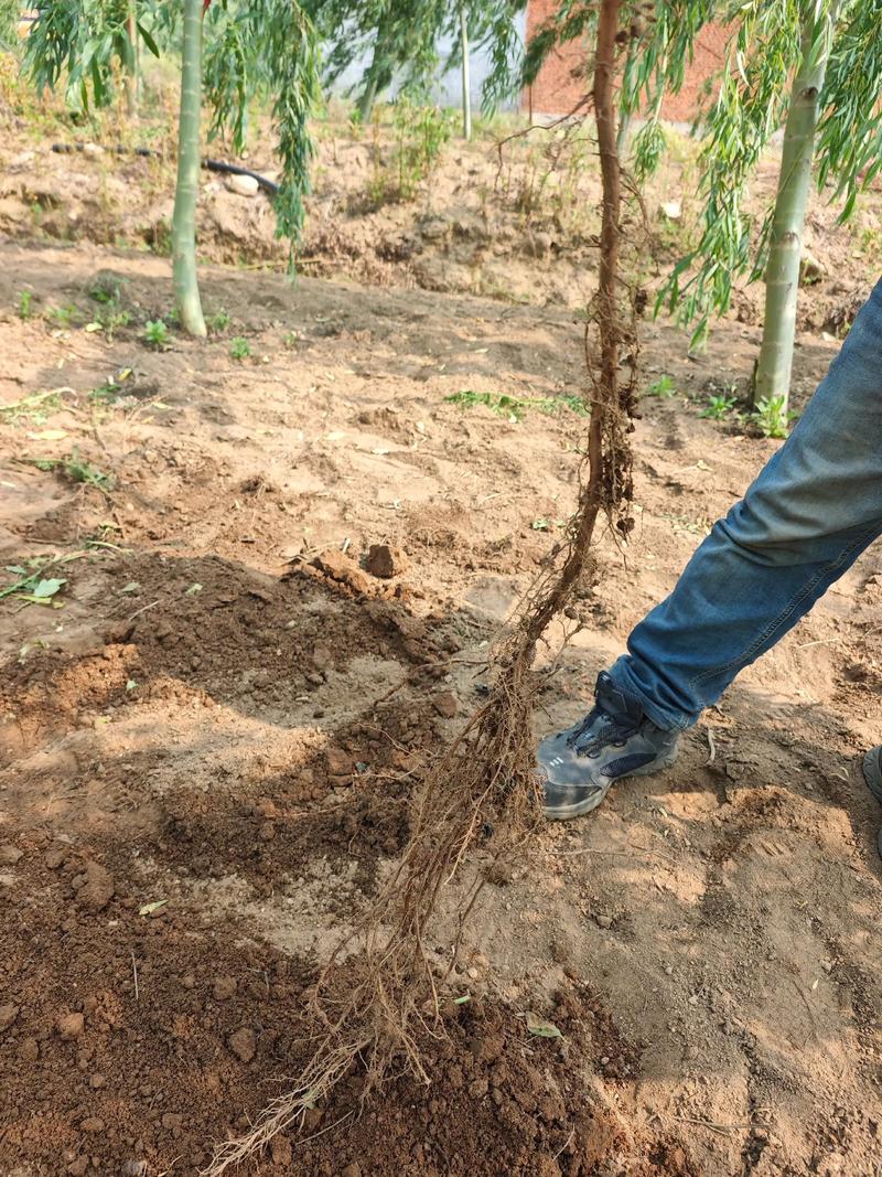 乃草图片金蝉养殖技术有哪些要点？-图2