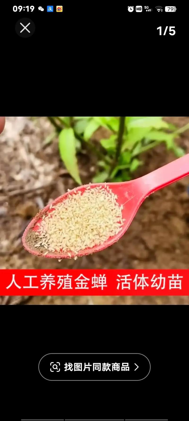 乃草图片金蝉养殖技术有哪些要点?-图3 乃草图片金蝉养殖技术有哪些要点?-图3