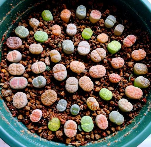 生石花什么品种好？挑选看哪些关键点？-图2