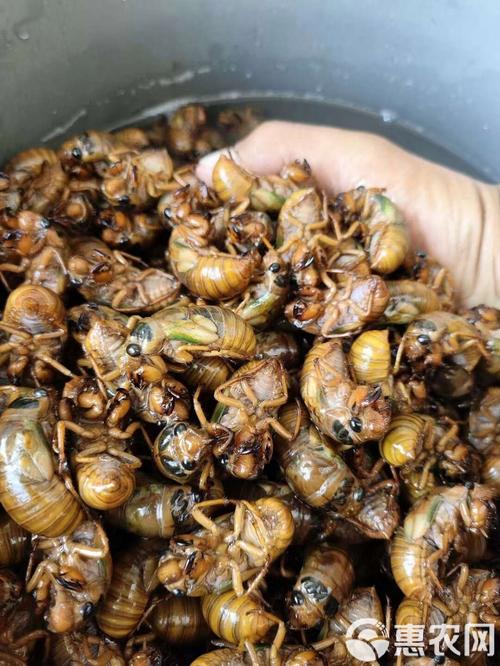 2025年野生金蝉价格会涨还是跌?-图1 2025年野生金蝉价格会涨还是跌?-图1