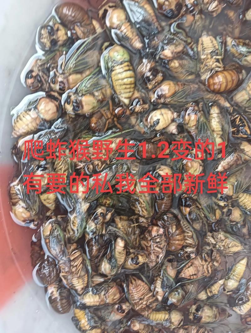 2025年野生金蝉价格会涨还是跌？-图3
