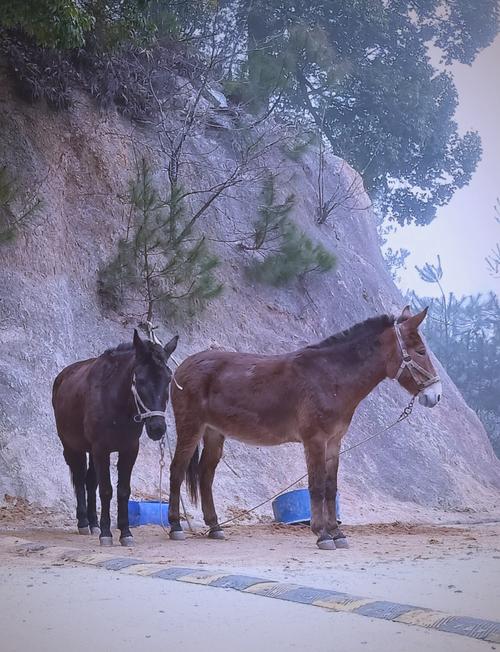 马和毛驴是同一品种吗?-图2 马和毛驴是同一品种吗?-图2