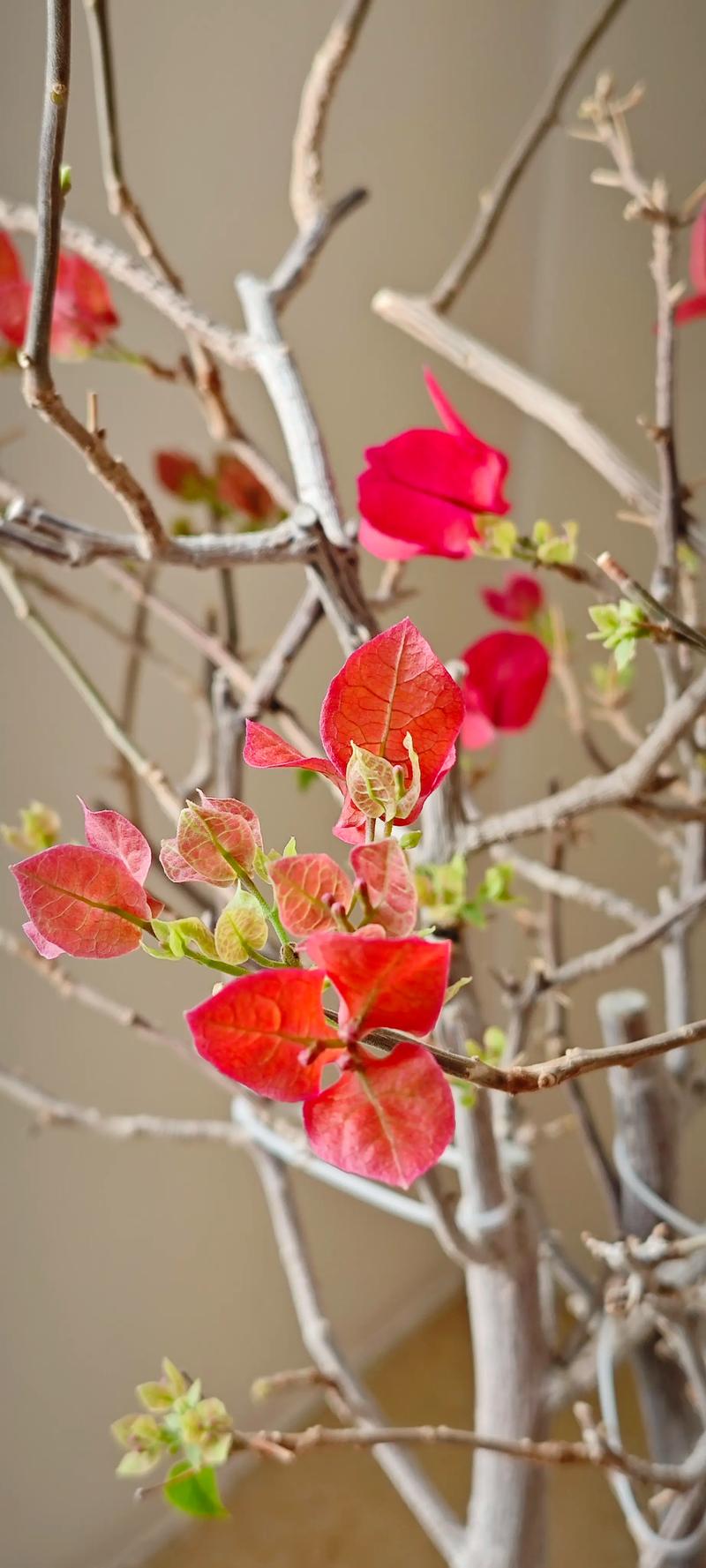 三角梅品种多,哪种适合家里养?-图2 三角梅品种多,哪种适合家里养?-图2