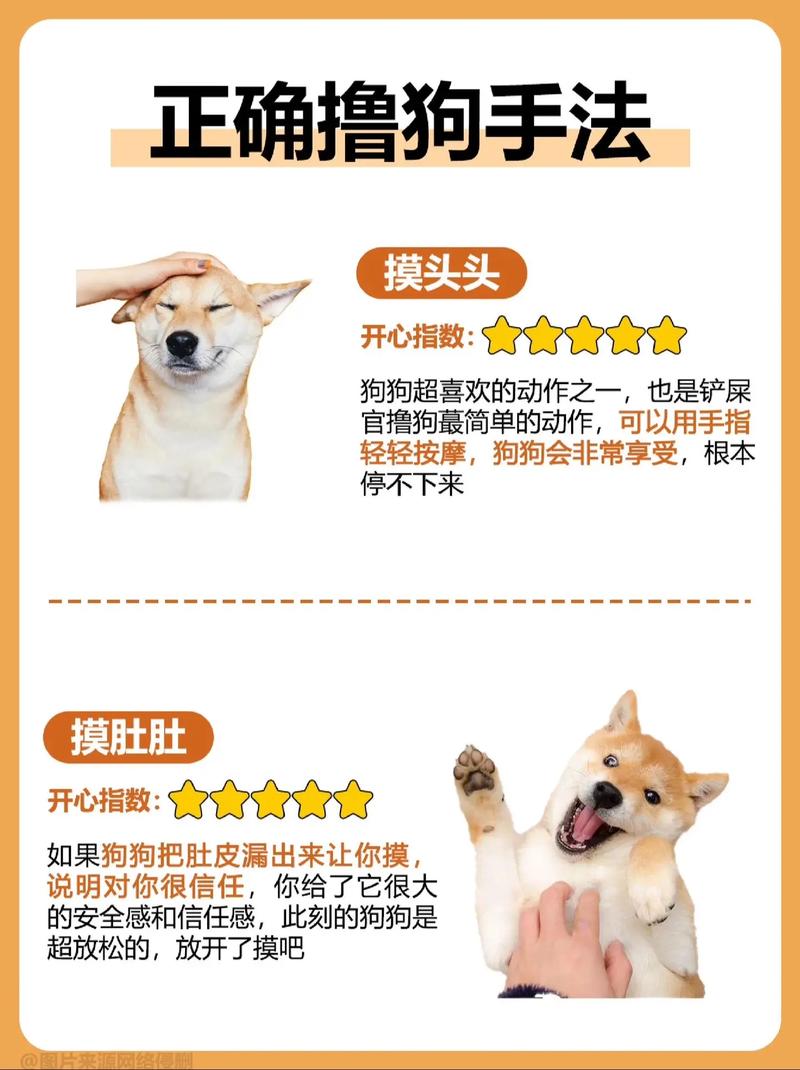 养狗方法技术视频,新手必看技巧有哪些?-图2 养狗方法技术视频,新手必看技巧有哪些?-图2