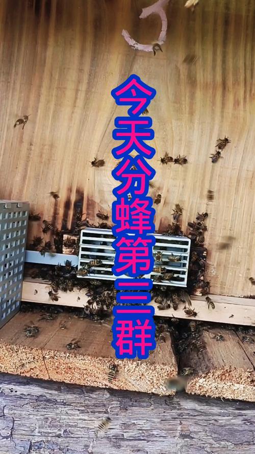 中蜂分群技术要点有哪些？-图2