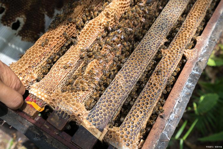 中蜂分群技术要点有哪些?-图3 中蜂分群技术要点有哪些?-图3