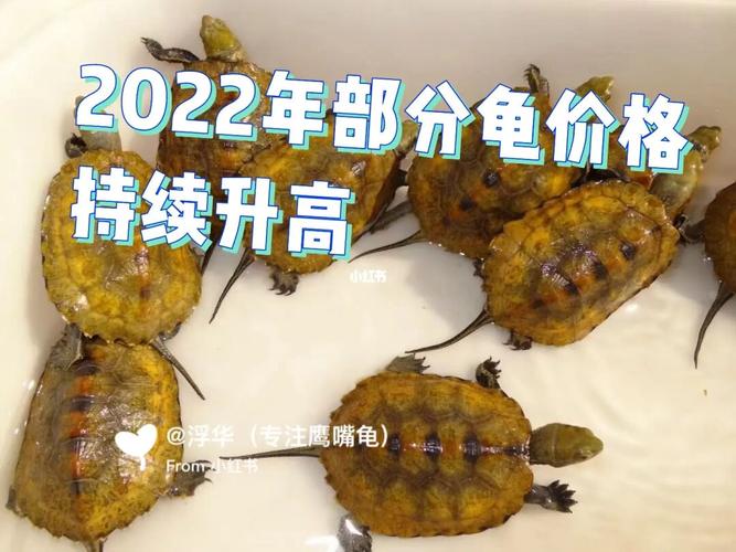 安南龟苗2025年价格会涨还是跌?-图3 安南龟苗2025年价格会涨还是跌?-图3