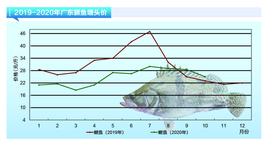 2025年鳜鱼价格会涨还是跌?-图1 2025年鳜鱼价格会涨还是跌?-图1