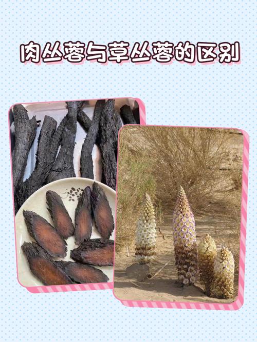 药材肉苁蓉的种植技术-图3 药材肉苁蓉的种植技术-图3