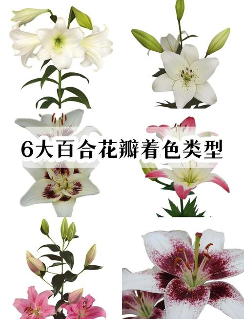 哪种百合开花量最多?-图3 哪种百合开花量最多?-图3