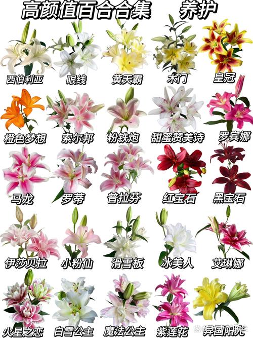 哪种百合开花量最多?-图2 哪种百合开花量最多?-图2