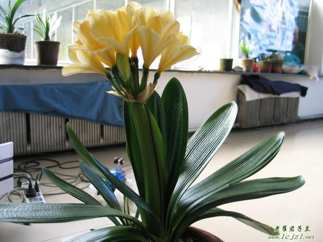 大花君子兰是好品种吗-图1 大花君子兰是好品种吗-图1