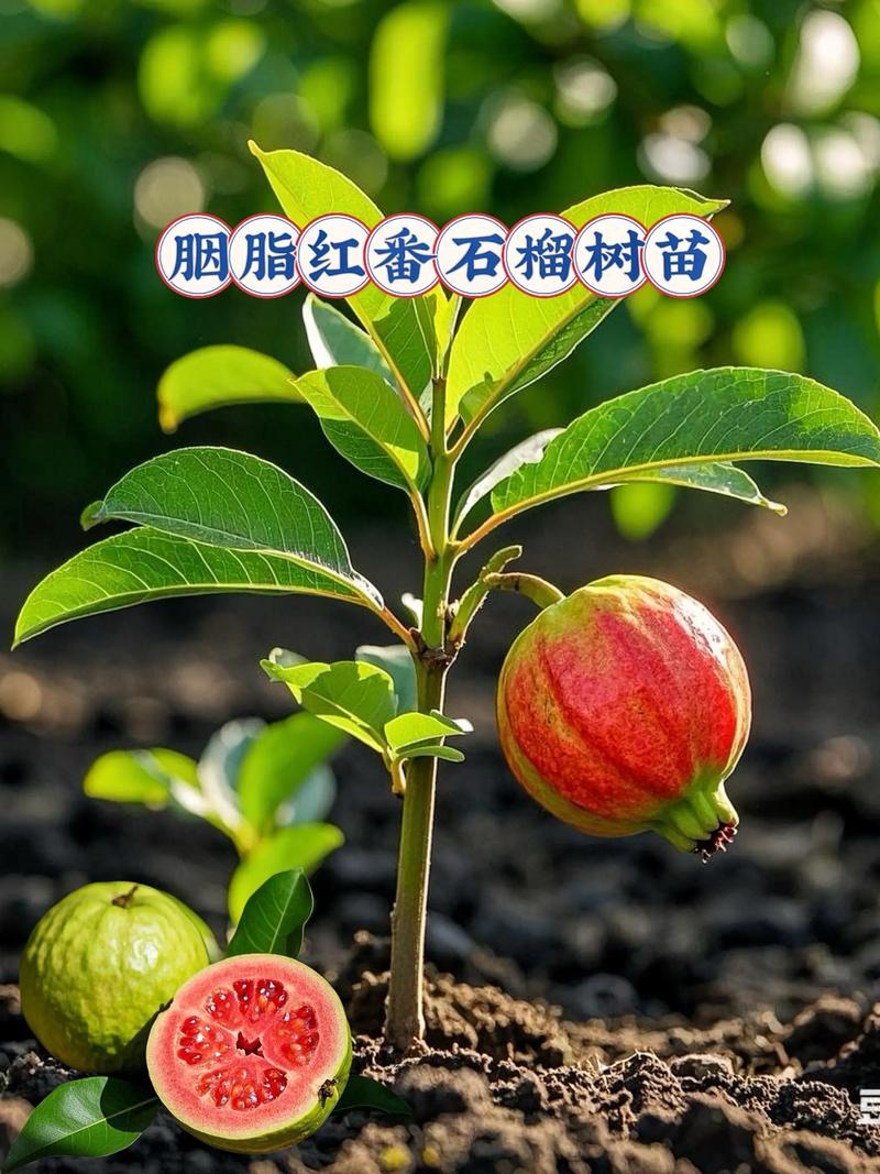 石榴品种哪一种价格高-图2