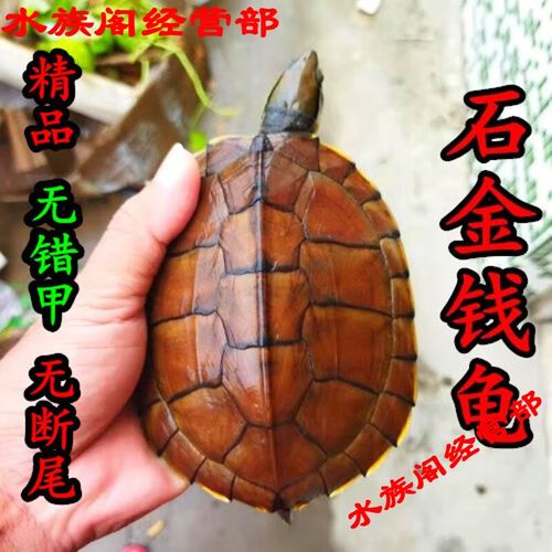 2025广西石龟苗价格会涨还是跌?-图1 2025广西石龟苗价格会涨还是跌?-图1