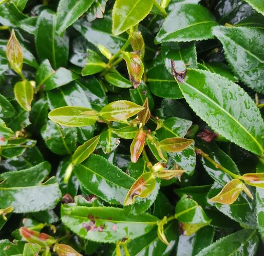 桂林茶花虫害防治技术有哪些关键要点？-图2