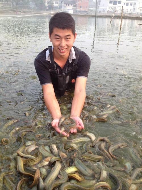 台湾泥鳅2025年价格会涨还是会跌？-图3