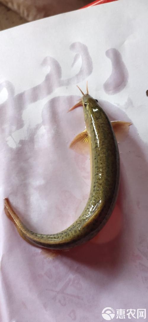 台湾泥鳅2025年价格会涨还是会跌？-图2