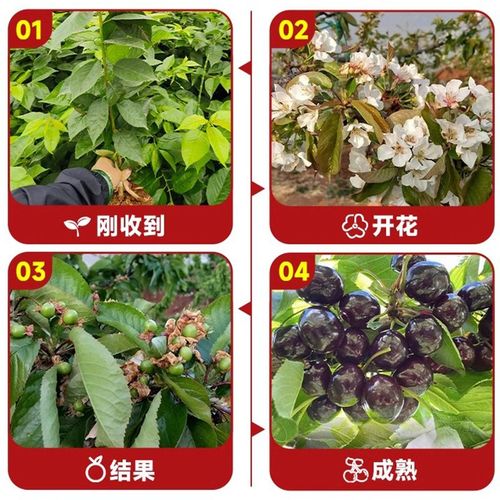 齐早大樱桃新品种苗木有何优势？-图3