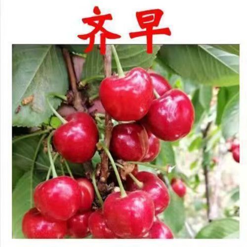 齐早大樱桃新品种苗木有何优势？-图2