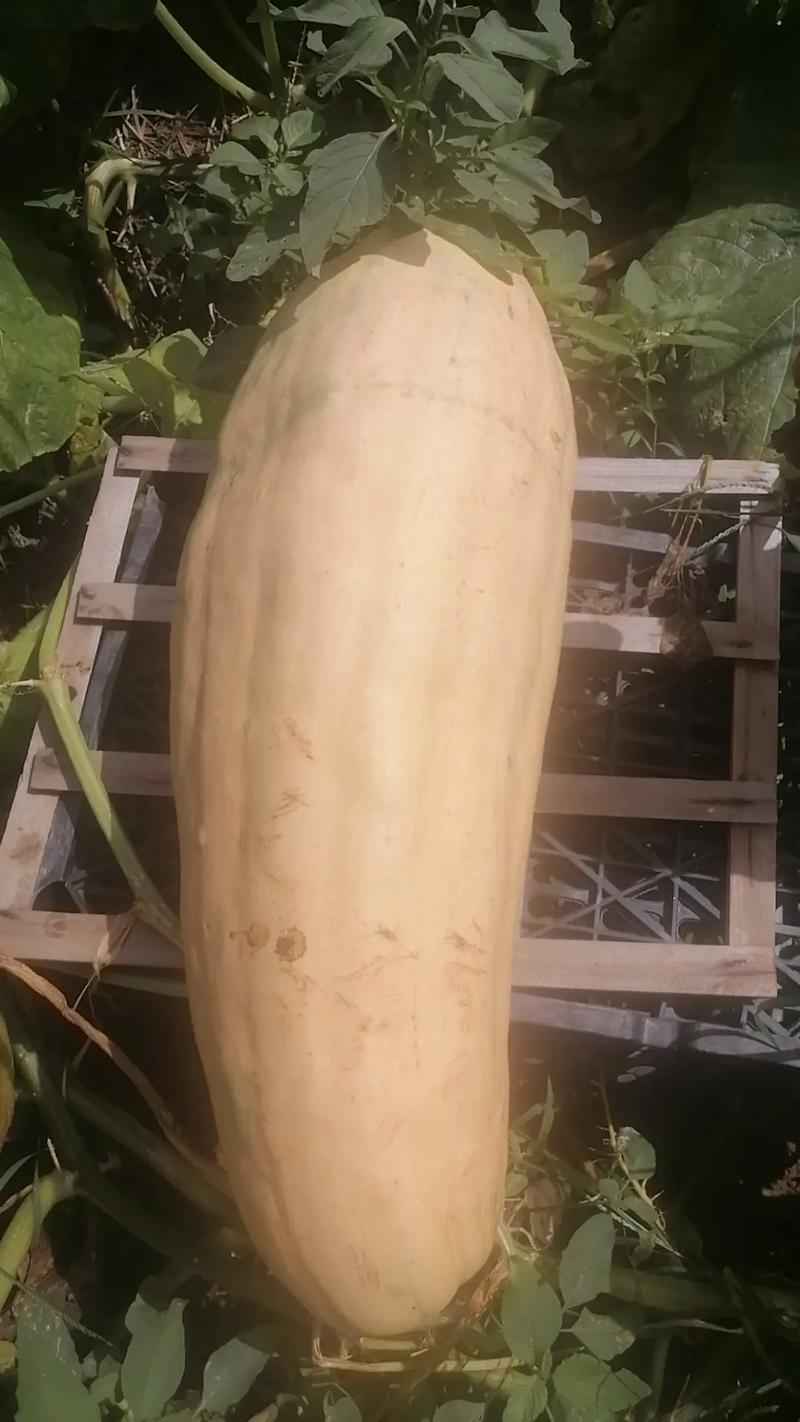 浙江省农科院吊瓜品种有哪些特点?-图1 浙江省农科院吊瓜品种有哪些特点?-图1