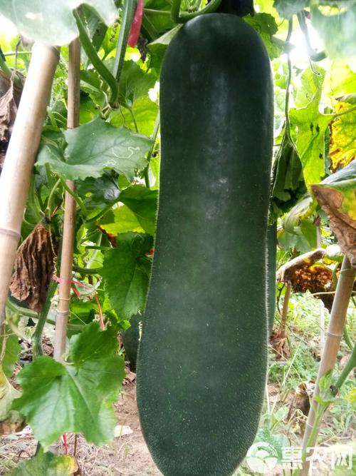 浙江省农科院吊瓜品种有哪些特点?-图2 浙江省农科院吊瓜品种有哪些特点?-图2