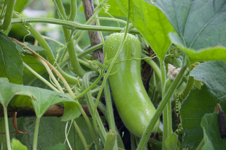 浙江省农科院吊瓜品种有哪些特点?-图3 浙江省农科院吊瓜品种有哪些特点?-图3