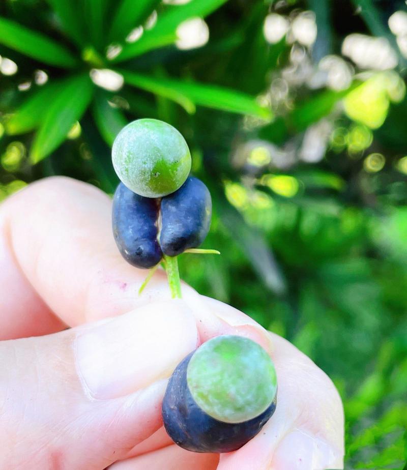 哪些罗汉松品种能结果实?-图3 哪些罗汉松品种能结果实?-图3