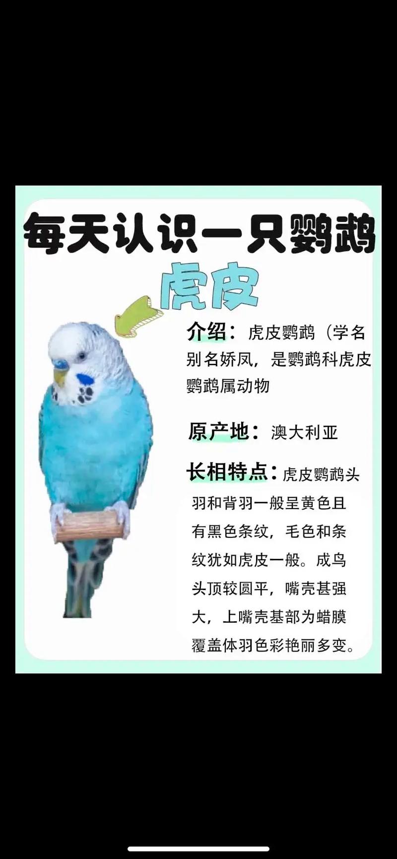 2025年虎皮鹦鹉价格会涨跌？影响因素有哪些？-图2