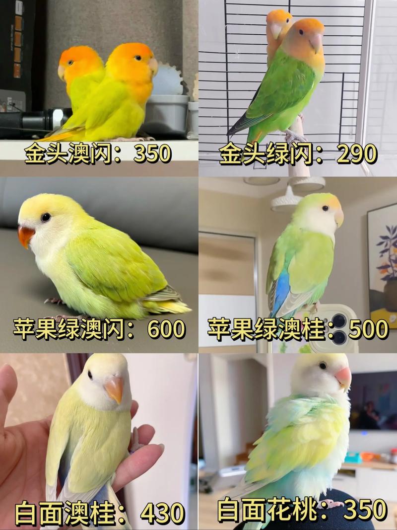 2025年虎皮鹦鹉价格会涨跌?影响因素有哪些?-图1 2025年虎皮鹦鹉价格会涨跌?影响因素有哪些?-图1