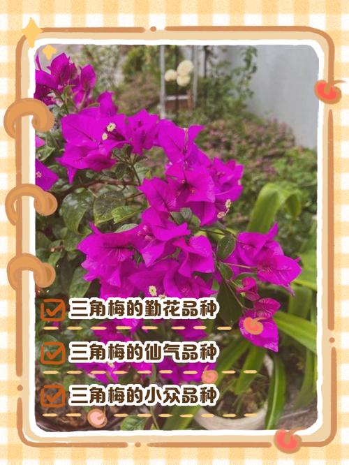 三角梅品种究竟有多少？-图1