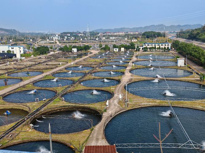 鲟鱼网箱养殖技术视频怎么学?-图2 鲟鱼网箱养殖技术视频怎么学?-图2