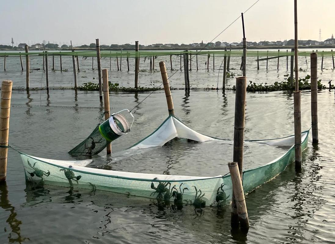 鲟鱼网箱养殖技术视频怎么学？-图3