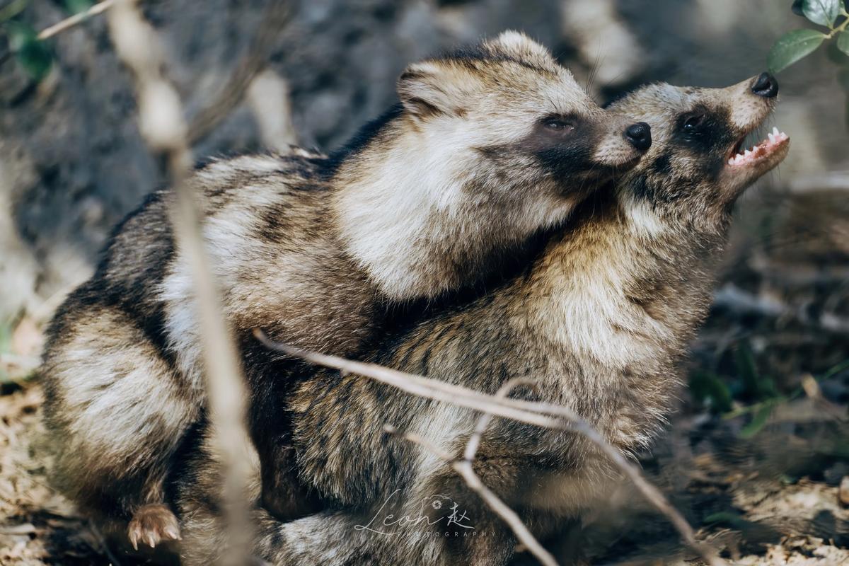 2025今日貉子价格多少钱？-图2