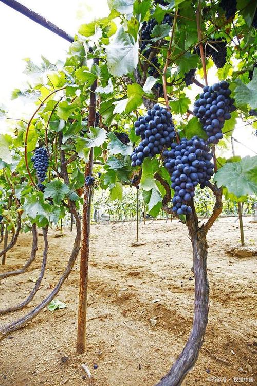 最先进葡萄种植技术有哪些核心突破?-图1 最先进葡萄种植技术有哪些核心突破?-图1