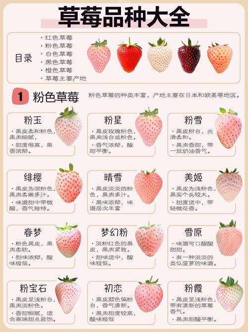 2025年潍坊草莓价格会涨还是跌?-图2 2025年潍坊草莓价格会涨还是跌?-图2