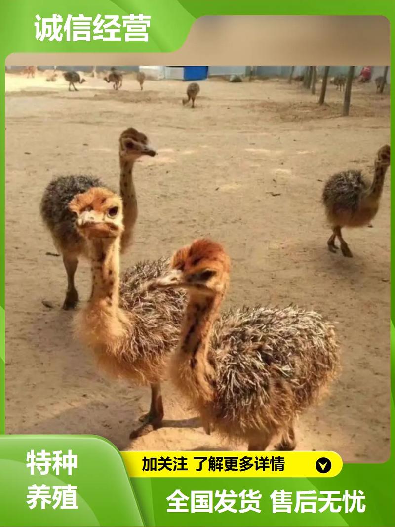 鸵鸟养殖赚钱吗？技术门槛有多高？-图1