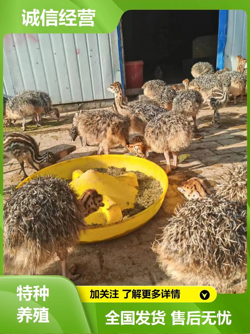 鸵鸟养殖赚钱吗？技术门槛有多高？-图2