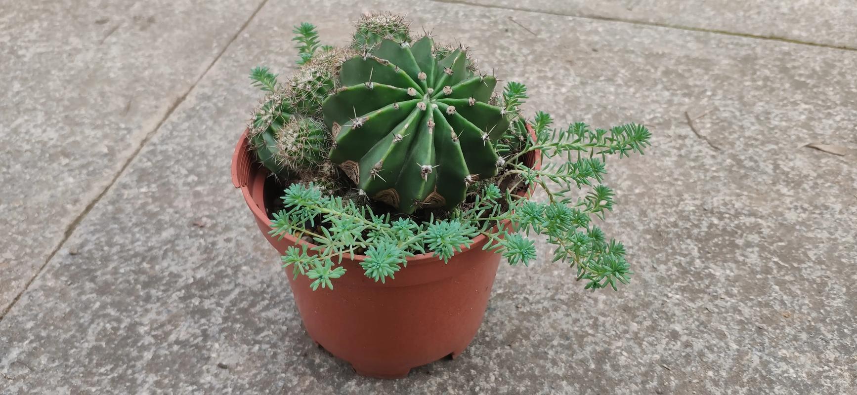 薄雪万年草品种到底有几个?-图2 薄雪万年草品种到底有几个?-图2