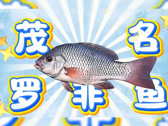 广东茂名今日罗非鱼价格多少钱一斤？-图1