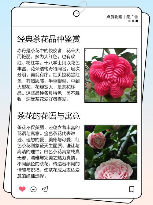 茶花裂香是早花品种吗-图2