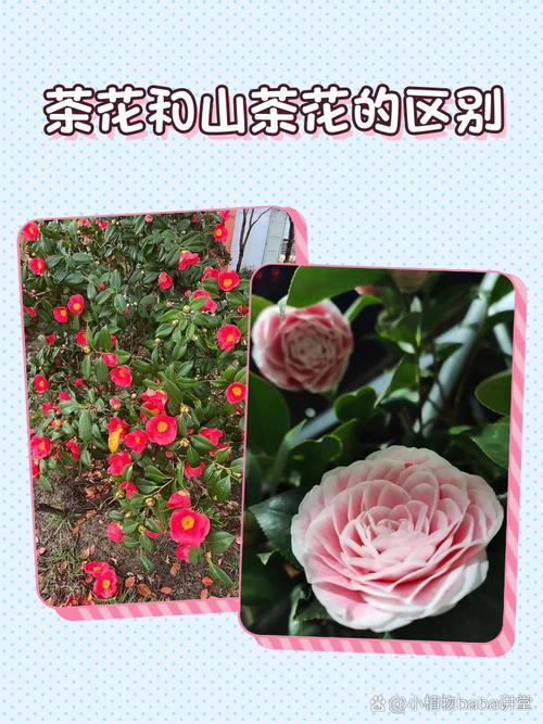 茶花裂香是早花品种吗-图3