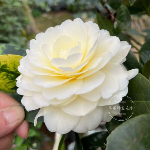 茶花裂香是早花品种吗-图1