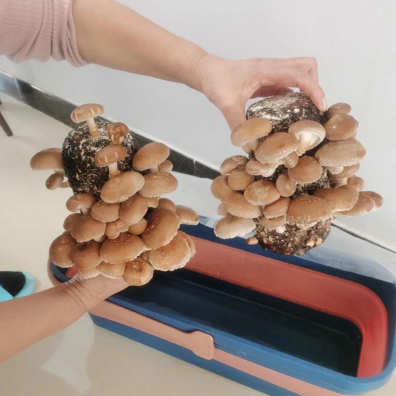 香菇种植技术有哪些关键点?-图3 香菇种植技术有哪些关键点?-图3